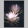 Grandy_One-Night-Blooming-Orchids-2006.jpg