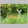Angie-Basinger_Deer-in-back-yard_Tecumseh-MI_FB_06-06-14_3637185280573840338_n.jpg