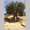 Paula-Bowman_Sicily_500-yr-old-Tree_05-15-13_382831480_n.jpg